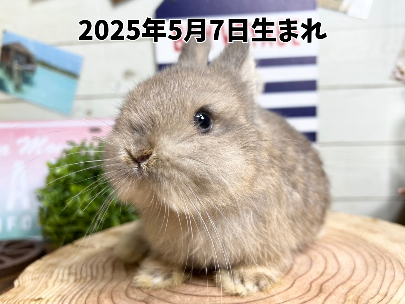 札幌 うさぎ専門店 | モンラパン（mon Lapin）